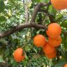 Capacidad antioxidante de la Vitamina C